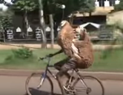 Levando as cabritas pra dar um rolê de Bike