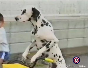 Pedalando pra cachorro